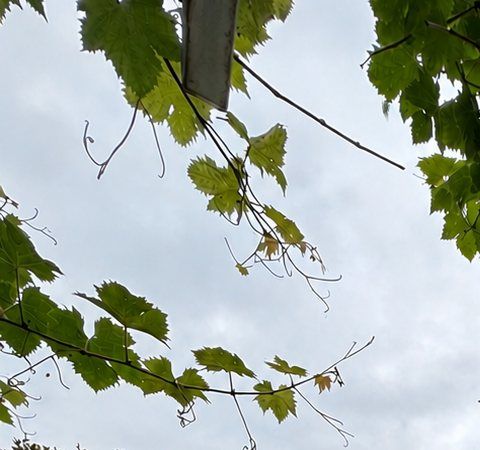 Grapevine leaves against a pale sky.
